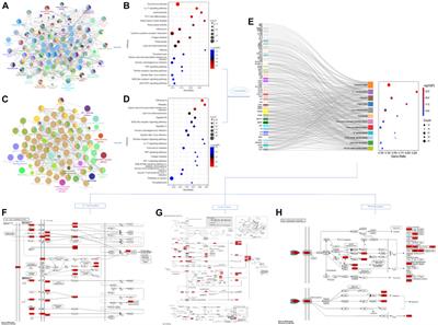 The common regulatory pathway of COVID-19 and multiple inflammatory diseases and the molecular mechanism of cepharanthine in the treatment of COVID-19